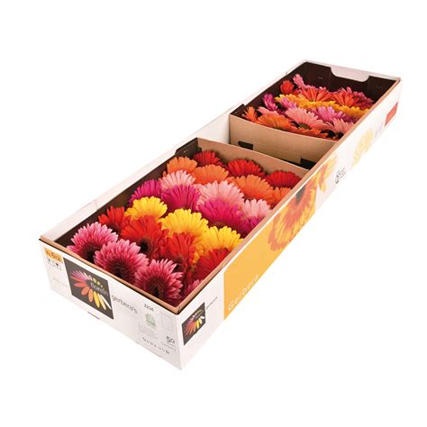 Štandardný Gerbera Dry Box