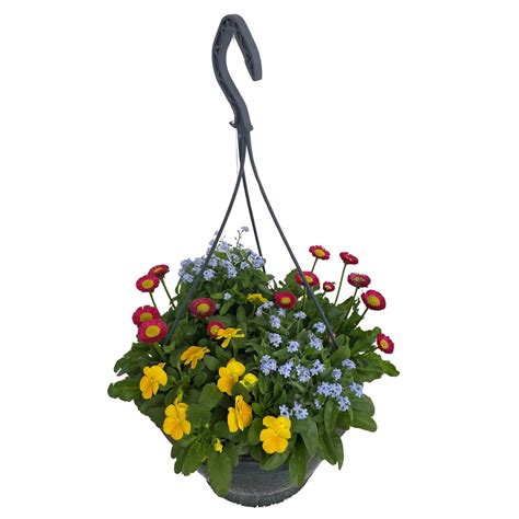 Lampášik v závesnom kvetináči