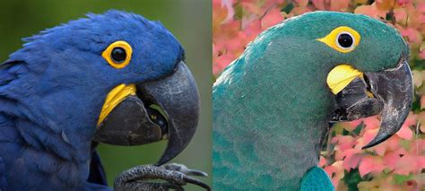 Detail hlavy Ary Ararauna