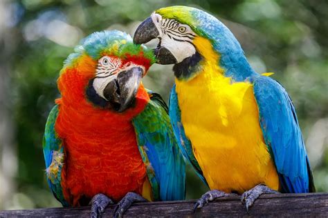 Mláďa Ary Ararauna