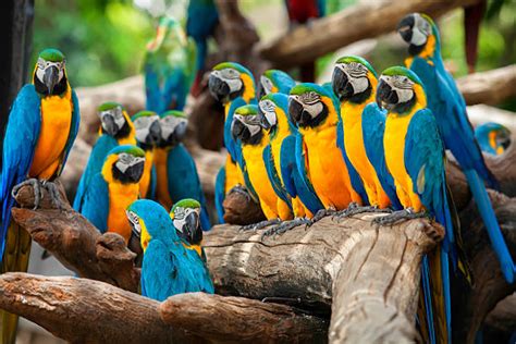 Ara Ararauna s majiteľom