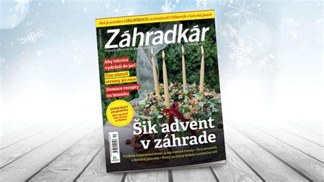 Záhradkár vysádza sadenicu rebarbory