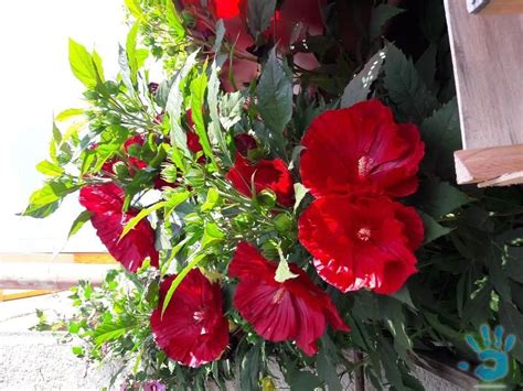 Kvitnúci ibištek bahenný s veľkými farebnými kvetmi