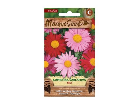 Margaréta šarlátová 'Duro' v záhrade