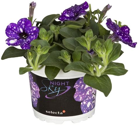 Kvet Petúnia 'Night Sky'