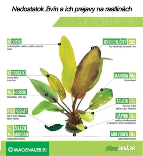 infografika: príznaky nedostatku horčíka u rastlín