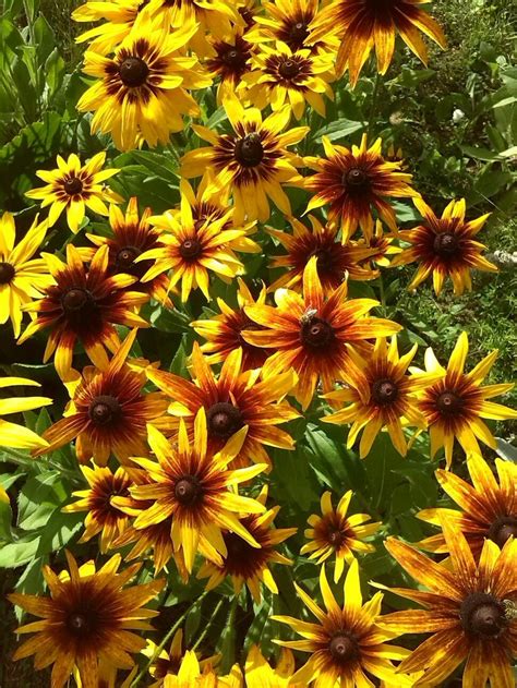 Kvety rudbekie