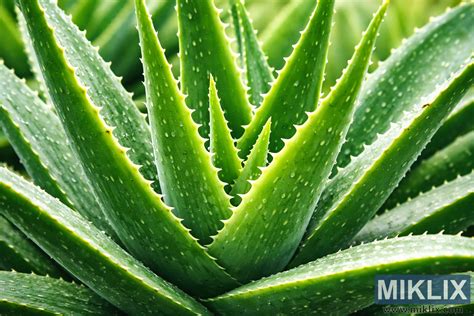 Detail listov Aloe vera s gélovou dužinou