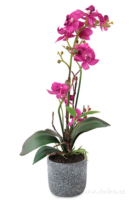 Orchidea v kvetináči na okne