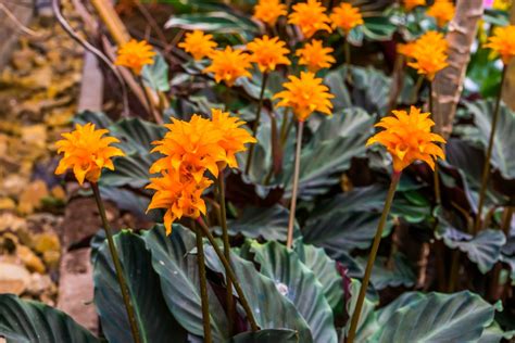 Calathea crocata, 