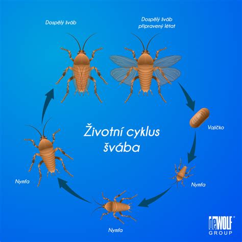 Infografika znázorňujúca cyklus prebúdzania zvierat na jar