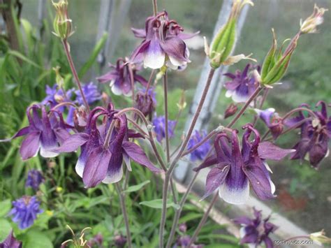 Orlíček (Aquilegia) fialovej farby