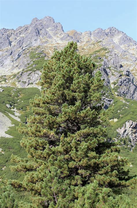 Borovica vrchovská (limba)
