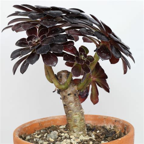 Aeonium arboreum 'Nigrum'