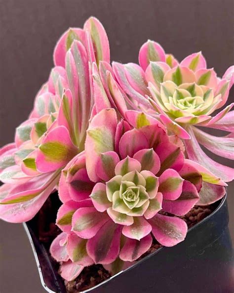 Rôzne druhy Aeonium