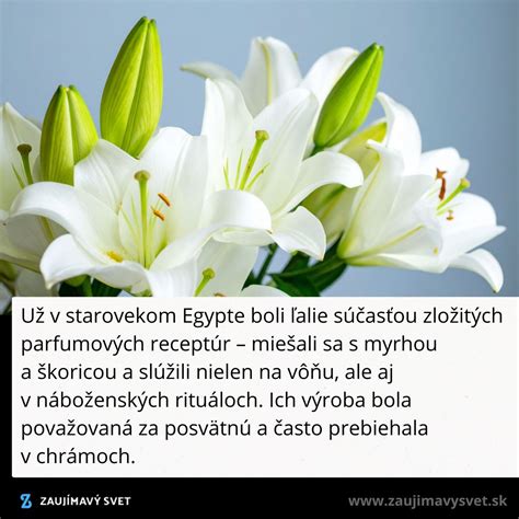 Elegantné biele ľalie