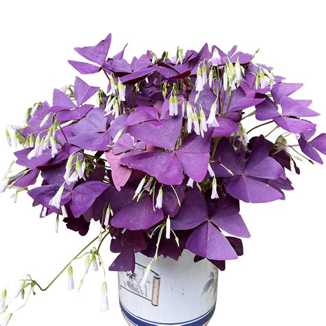 Fialový ďatelinovec (Oxalis triangularis)