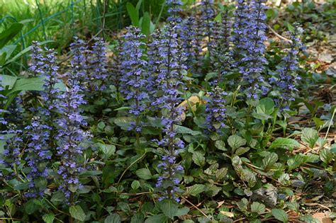 Plazivý hmyz (Ajuga reptans)