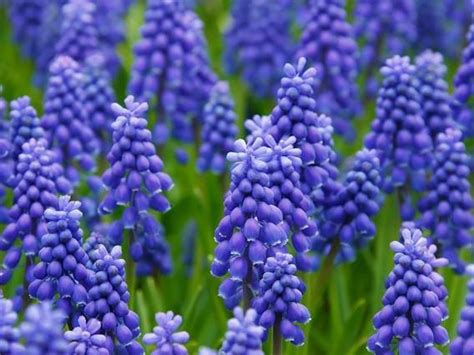 Muscari - modré a biele rieky kvetov