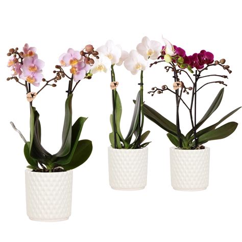 Phalaenopsis orchidea v kvetináči