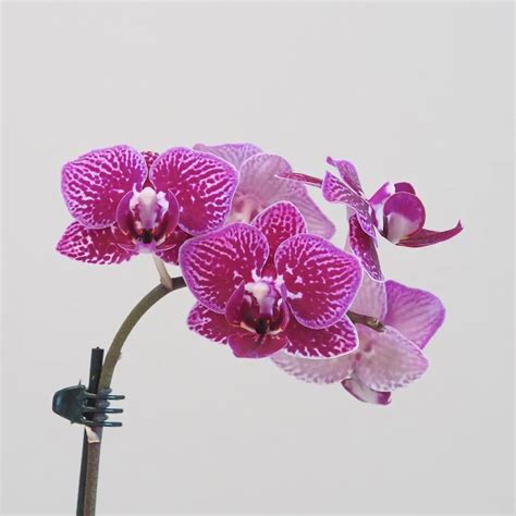 Kvitnúca orchidea s bohatými kvetmi