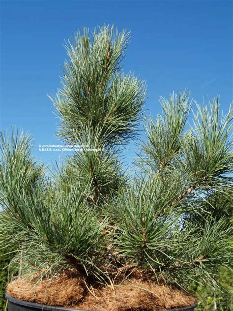 Borovica málokvetá 'Glauca' solitér