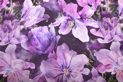 Detail fialových kvetov Delphinium