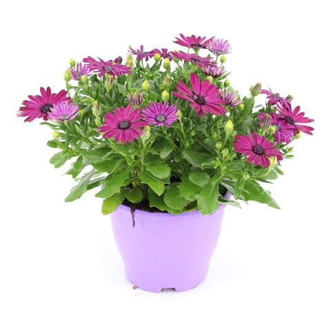 Rozkvitnuté Osteospermum fialovej farby