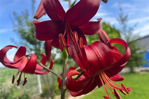 Rôznofarebné ľalie a ich symbolika