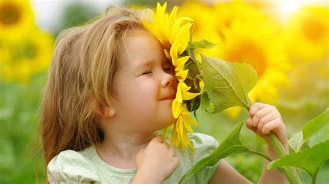 Pole rozkvitnutých slnečníc