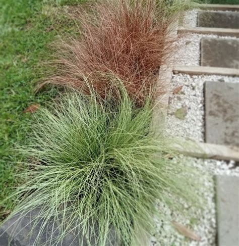 Rastliny vhodné do vonkajších kvetináčov