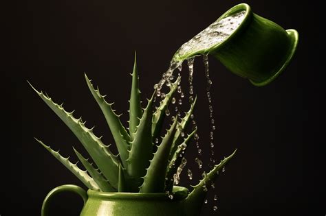 Správne zalievanie Aloe vera