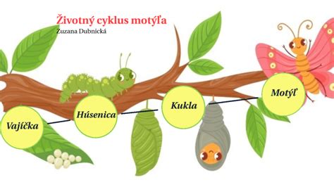 Životný cyklus motýľa s vyobrazením vajíčka, húsenice, kukly a dospelého motýľa