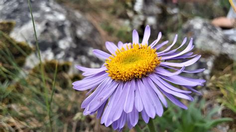 Astra alpínska v skalke