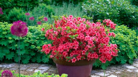 Krásne kvety azalky v záhrade