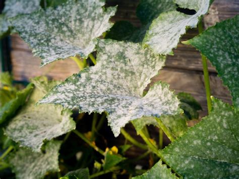 Múčnatka na listoch Kalanchoe