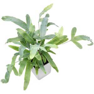 Detail listov paprade Phlebodium aureum Blue Star s typickým modrozeleným odtieňom