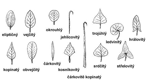 Typy listov vavrínovca lekárskeho