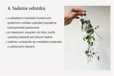Zakorenený odrezok mäty