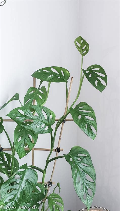 Monstera Adansonii s dierkovanými listami