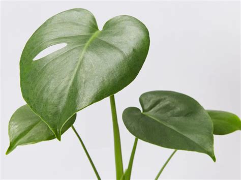 Kompaktná Monstera deliciosa 