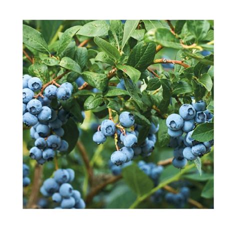 Mapa s vyznačenými oblasťami vhodnými na pestovanie čučoriedok