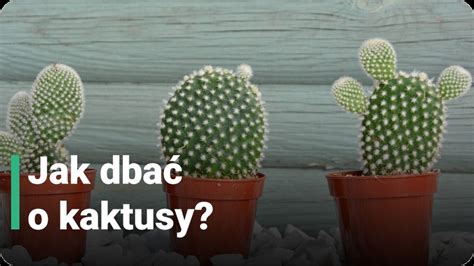 Starostlivosť o kaktusy - infografika
