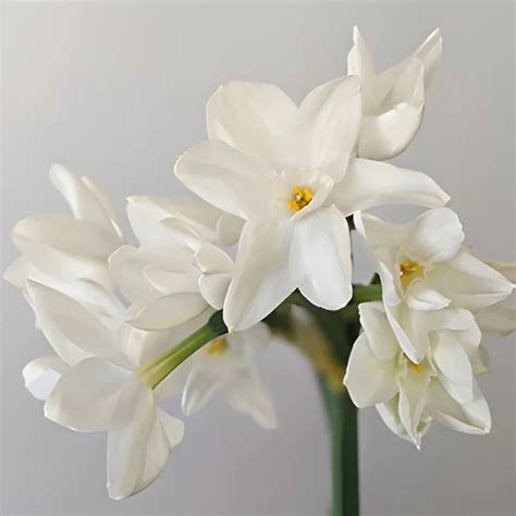 Rôzne typy kvetov narcisu (daffodil, paperwhite, triandrus)