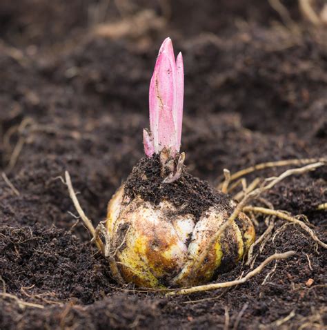 Výsadba cibúľ ľalií