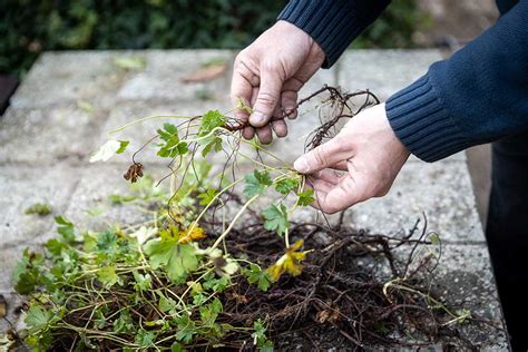 Rozmnožovanie ľalií delením
