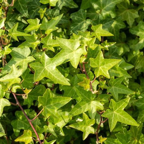 Brečtan popínavý (Hedera helix)