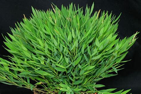 Detail listov Pogonatherum paniceum v kvetináči
