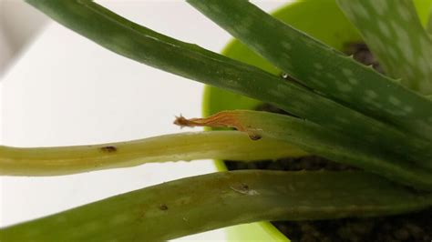 Škodcovia na listoch aloe vera