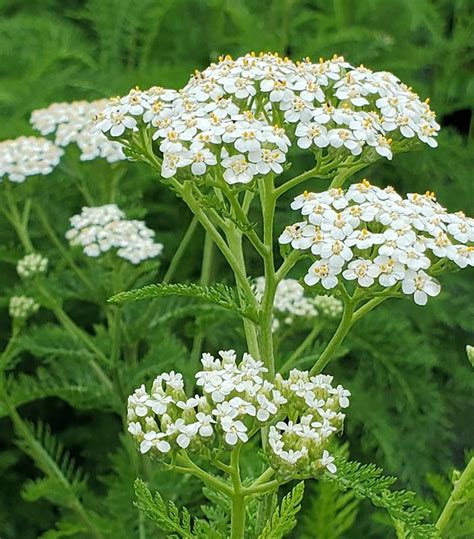 Achillea millefolium v prírode